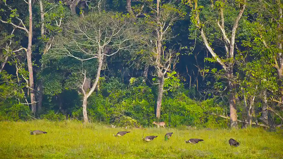 What is Nepal Famous for? 12 Birdwatching in Nepal