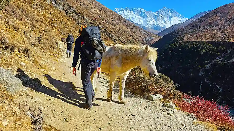 Leave Way For Donkeys-Things Not to do in Nepal