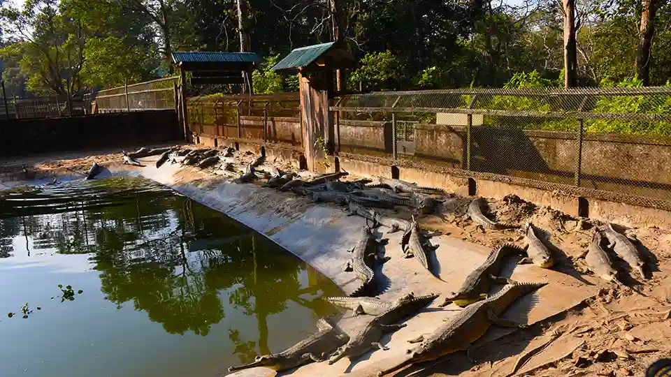 Things To Do In Chitwan National Park 6 Crocodile breeding Center in Chitwan