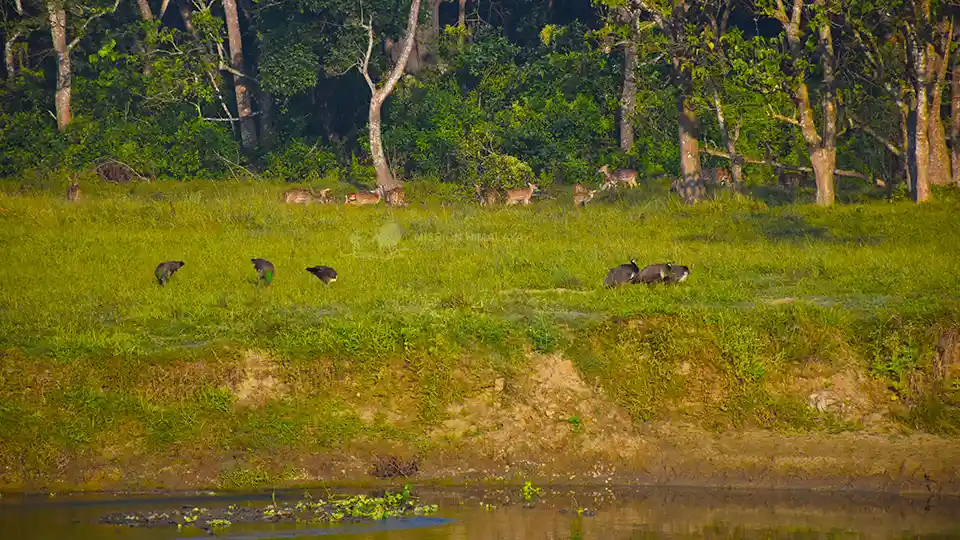 Things To Do In Chitwan National Park 5 Deer and Birds at Chitwan National park