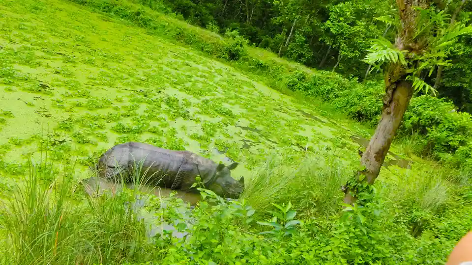Things To Do In Chitwan National Park 2 One Horned Rhino in Chitwan National Park