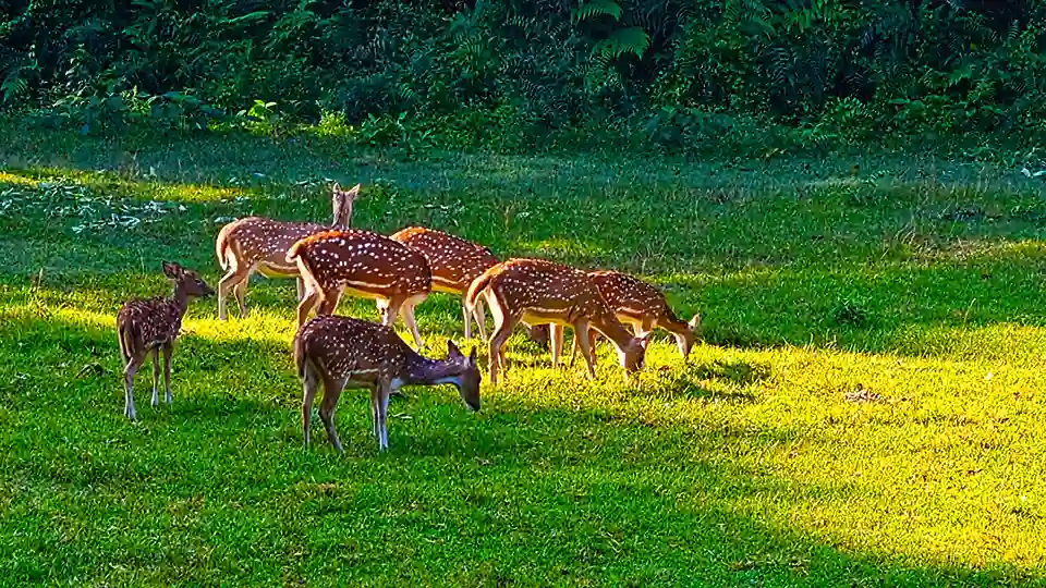 deer in chitwan Photography tour