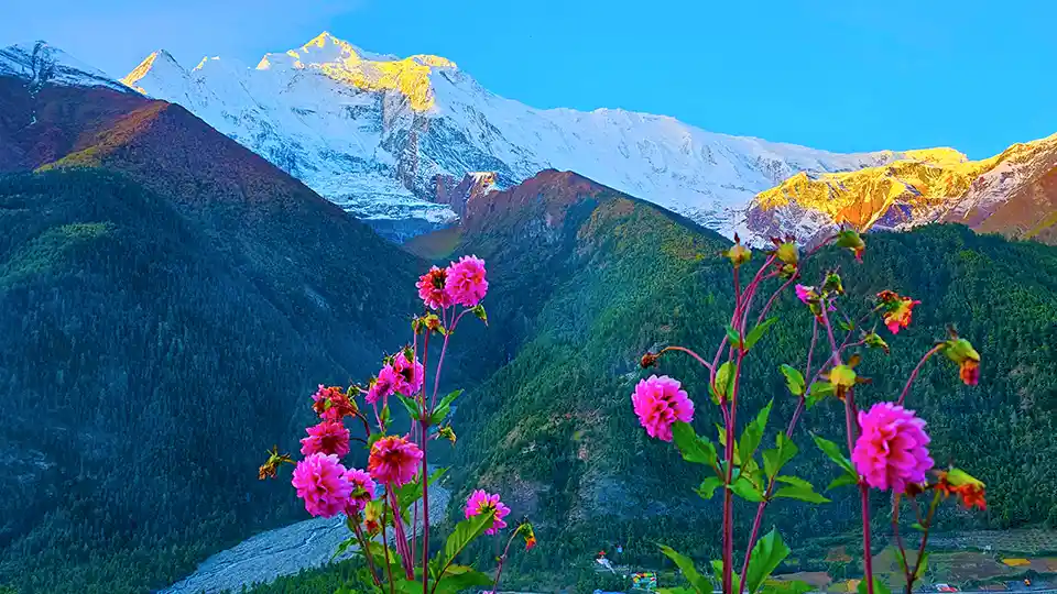 Flowers With Annapurna 2 in Short Annapurna Circuit Trek