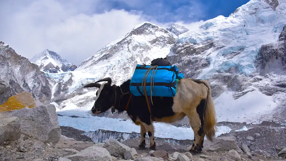 Everest Base Camp Trek in Spring 4 Naks During Everest Base Camp Trek in Spring