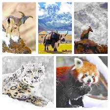 Animals in Mount Everest-Are There many