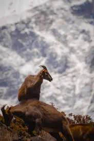Himalayan Tahr on the Cliff