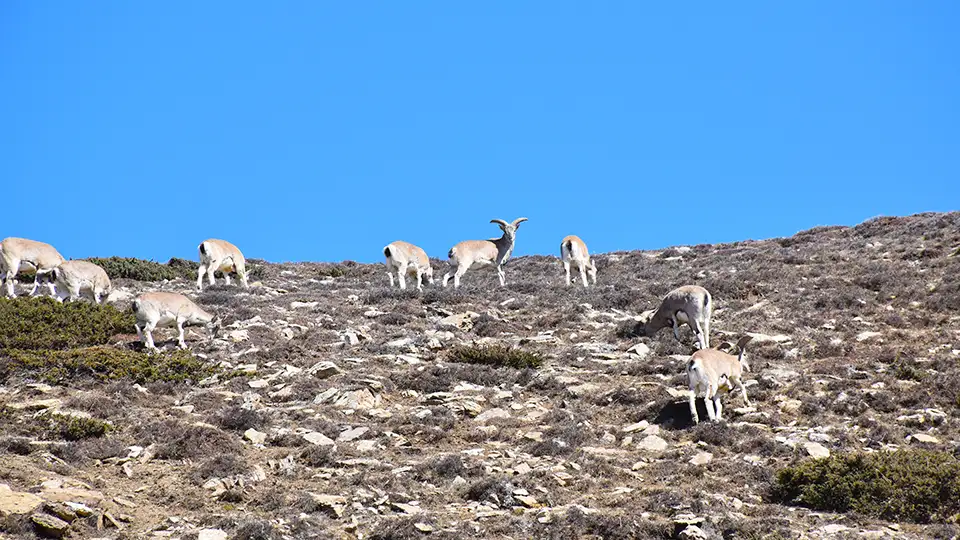 Himalayan blue sheep on snowy cliff