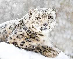Snow Leopard sitting in snowfall