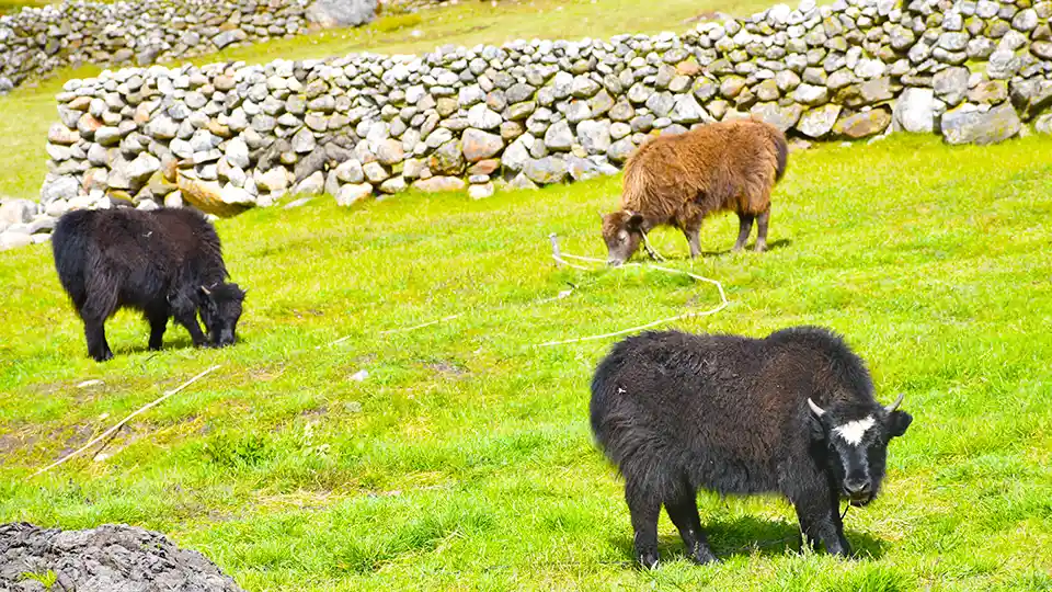 Yak on Dinhboche-animals on mount everest