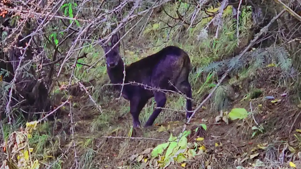 Blue sheep in National park Nepal