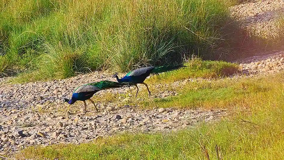 Luxury Bardia Birdwatching Tours in Nepal