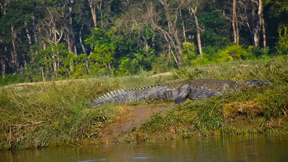 The Magic of Chitwan: A Fun and Safe Guide to Explore Chitwan National Park 5 Magar Chrodile in Chitwan National Park