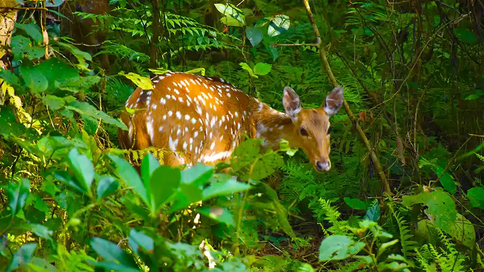 The Magic of Chitwan: A Fun and Safe Guide to Explore Chitwan National Park 2 Spotted Deer in Chitwan National Park