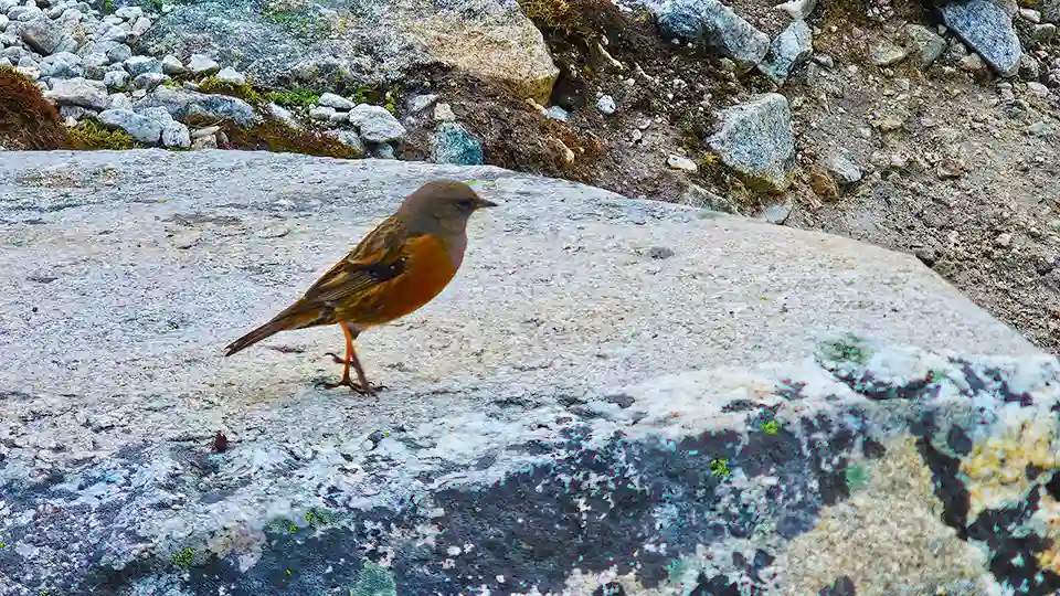 Mardi Himal - Information & Facts 10 Birds Seen in Mardi Himal