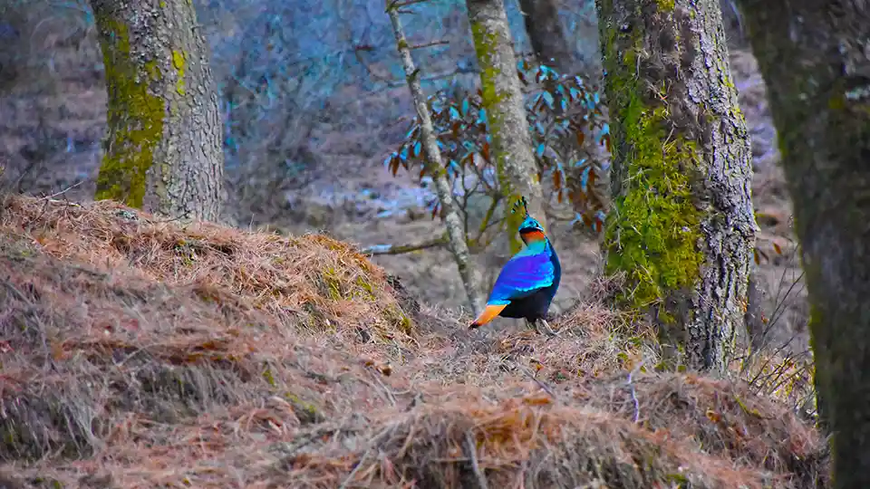 Himalayan Monal Captured inside Annapurna Conservation Area