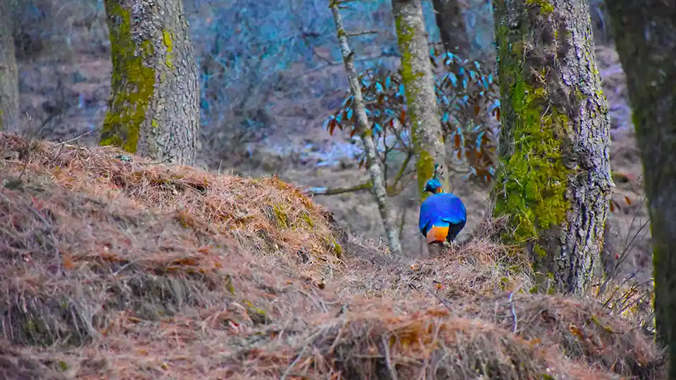 Mardi Himal - Information & Facts 9 Lhopophorus Impagenus seen in Mardi Himal Treks