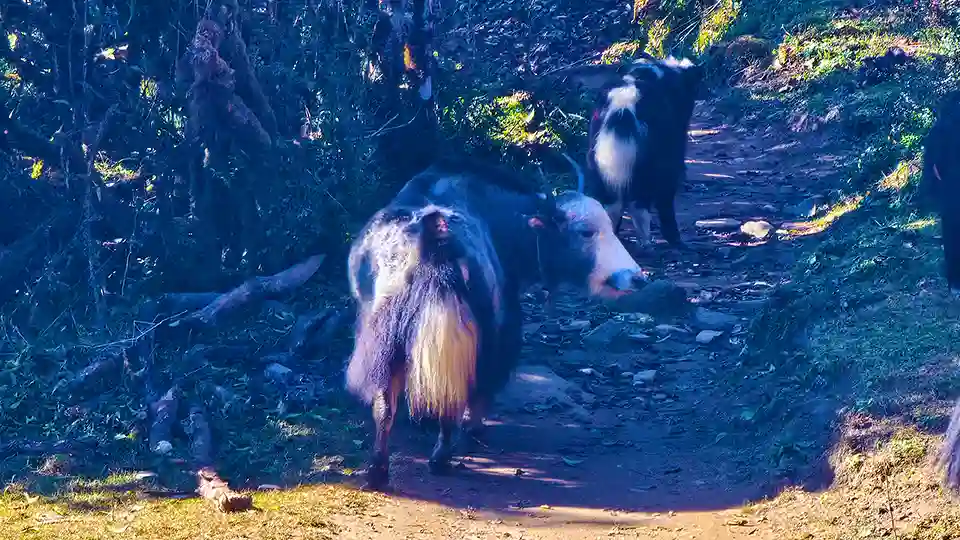 Mardi Himal - Information & Facts 7 Yaks on Mardi Himal Trekking