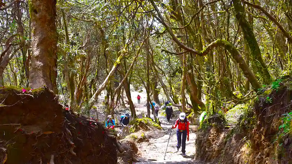 Forests Trails after Mardi Himal Low Camp