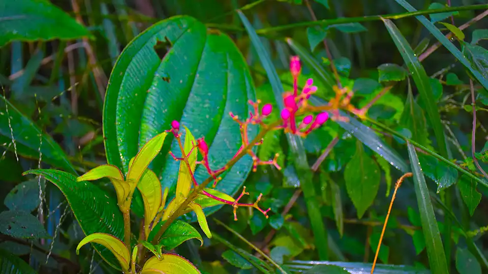 Kanchenjunga Base Camp Trek Flower Facts