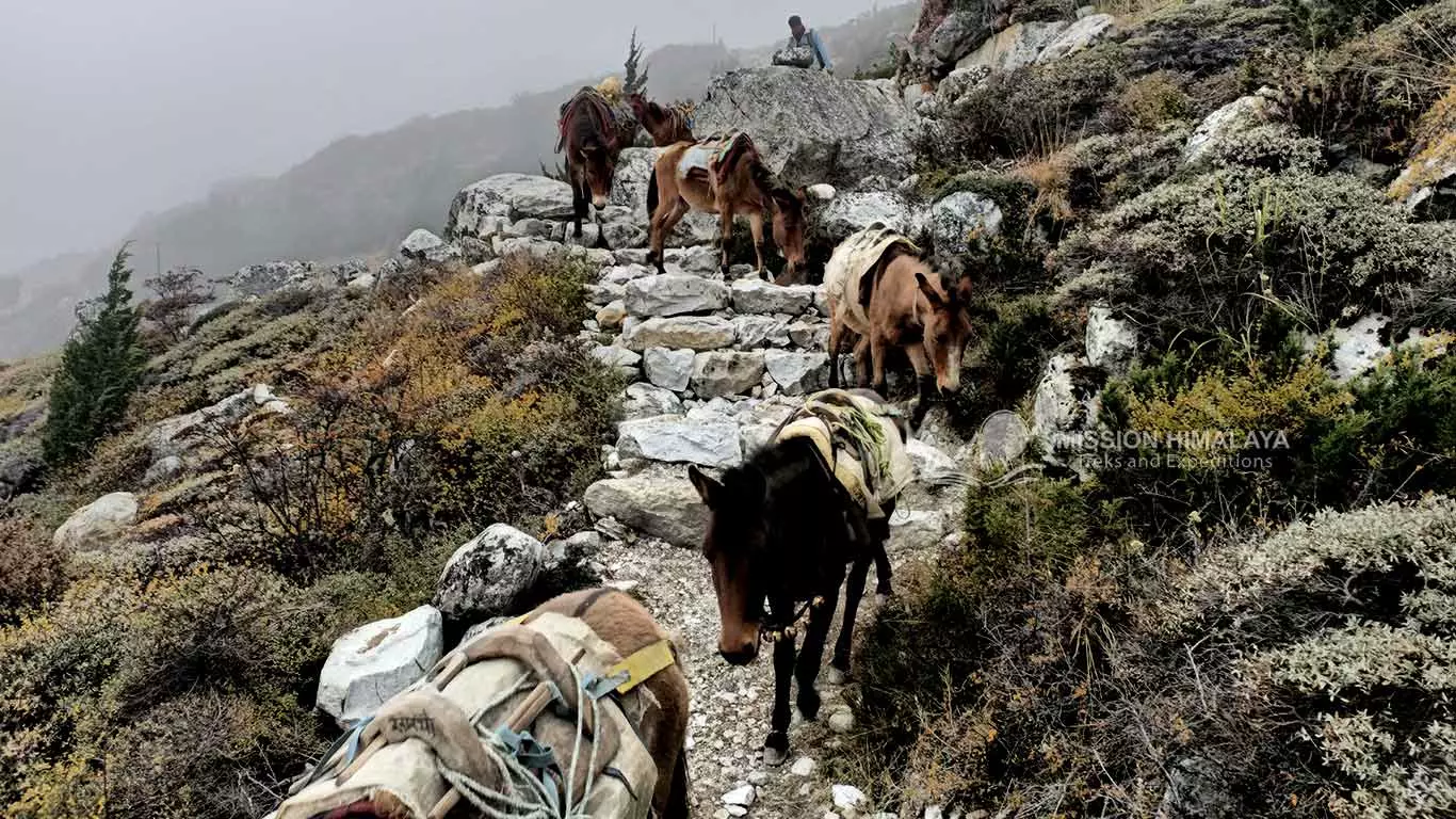 Donkeys Back from Kambachen to Gunsa
