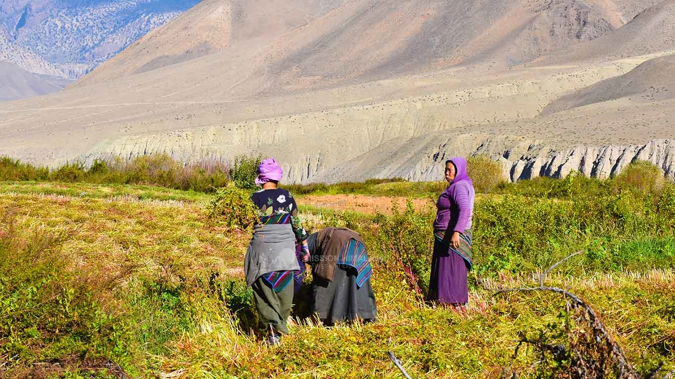 Collecting Buckwheat in Annapurna Circuit short Trek