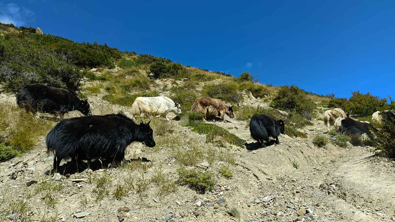Yaks seen during short Annapurna Circuit Trek