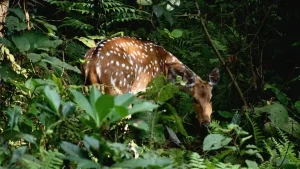 Bardia Jungle Safari 4 Bardia Jungle Safari