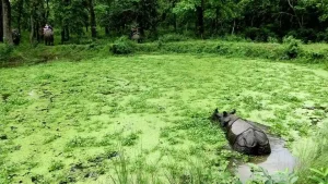 Chitwan Jungle safari