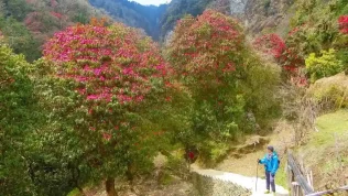 Luxury Ghorepani Poon Hill Trek