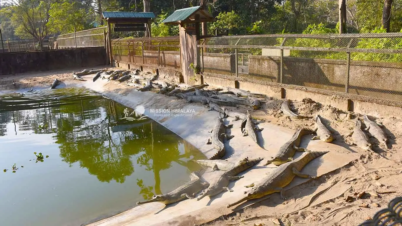 Crocodile breeding Center in Chitwan