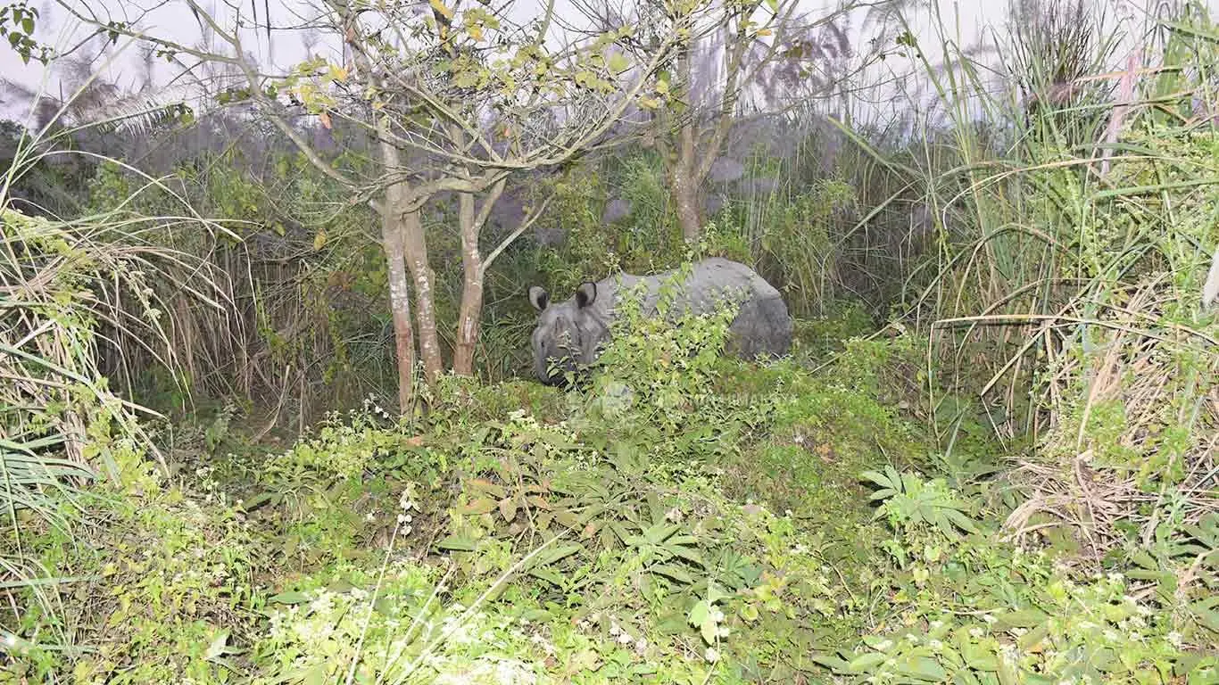 One Horned Rhino in Chitwan National Park