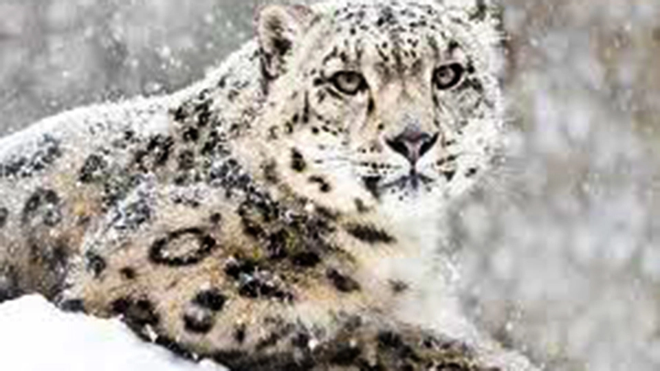 Animals in Mount Everest
