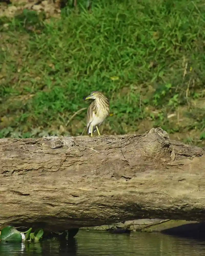 Activities of Mission Himalaya